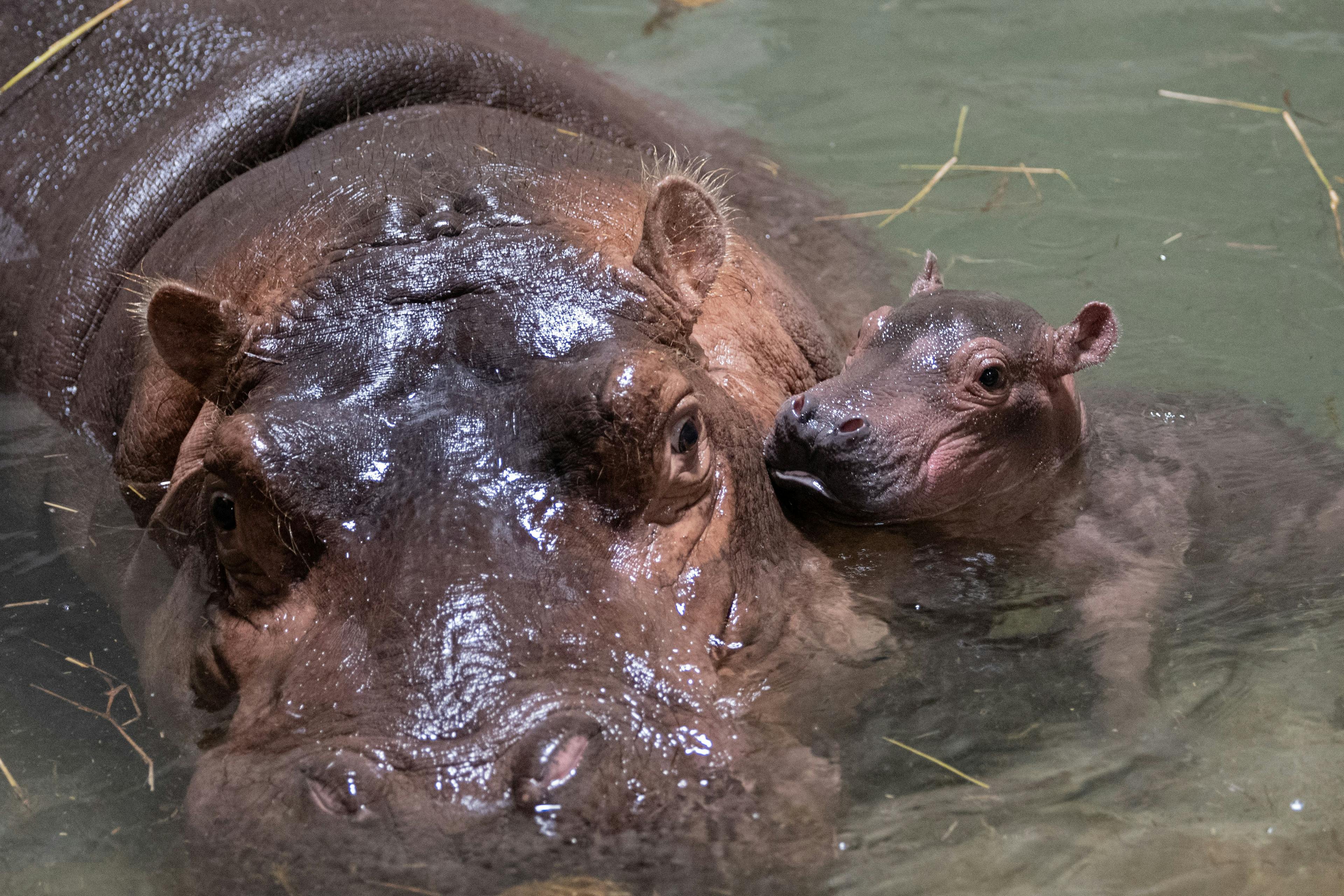 Mom Bibi and her baby (Photo courtesy of Cincinnati Zoo & Botanical Garden). 