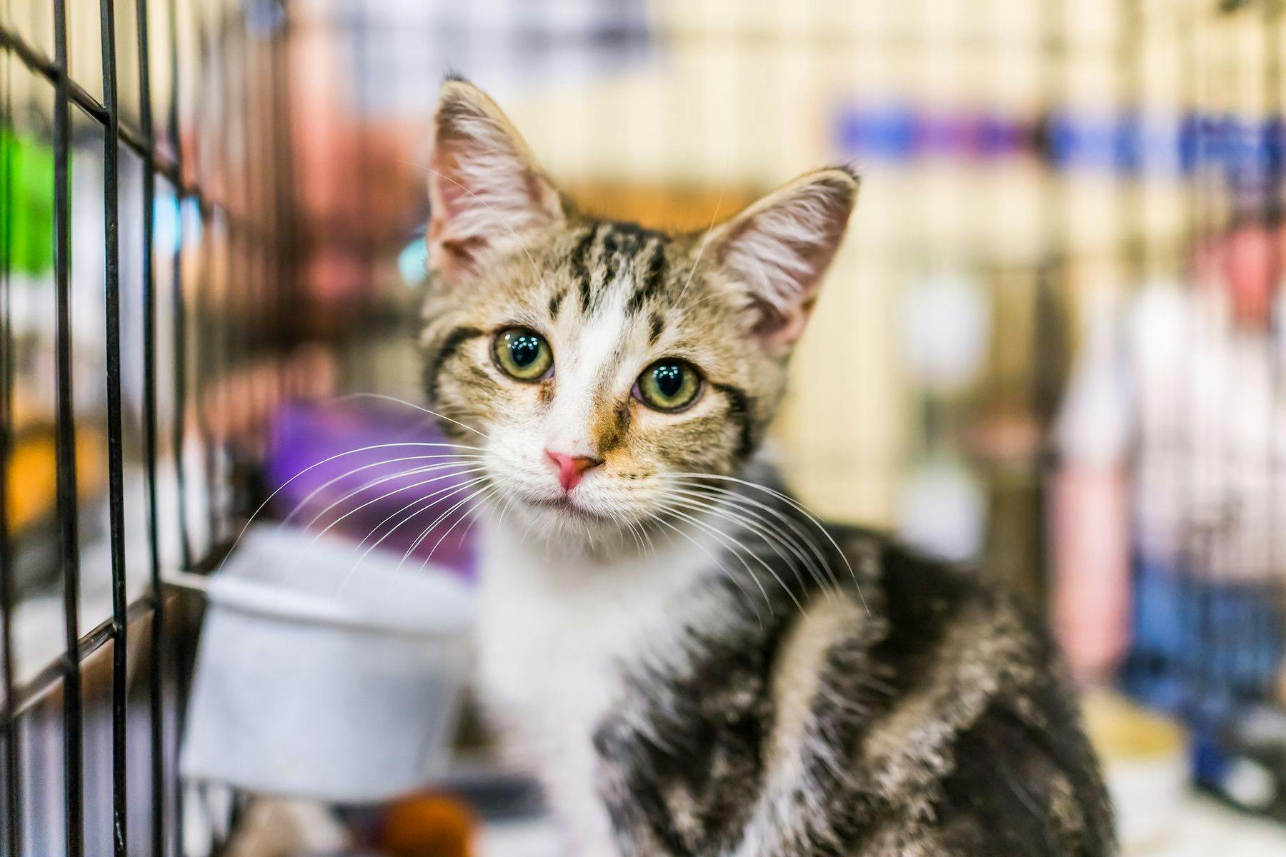 Kitten up for adoption