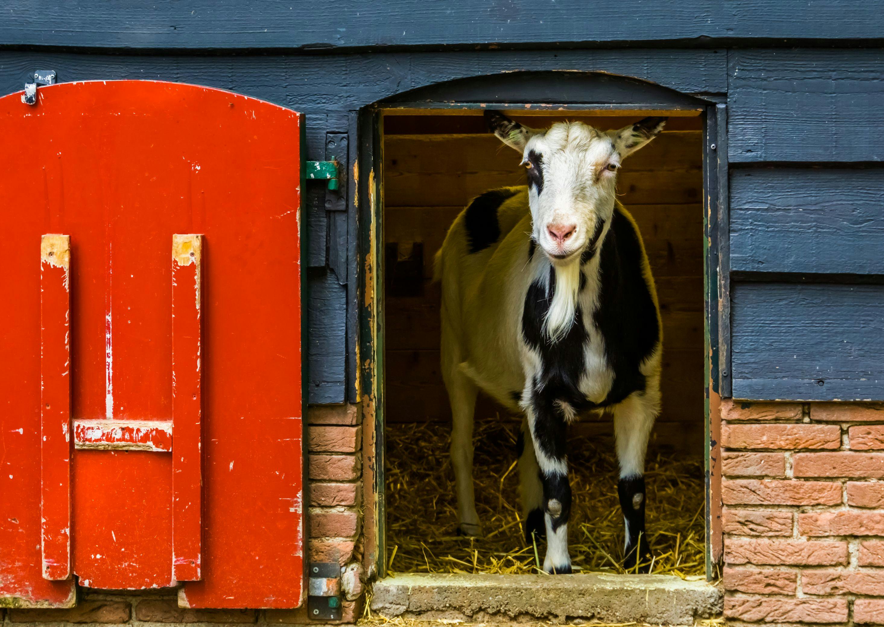 female goat standing at door