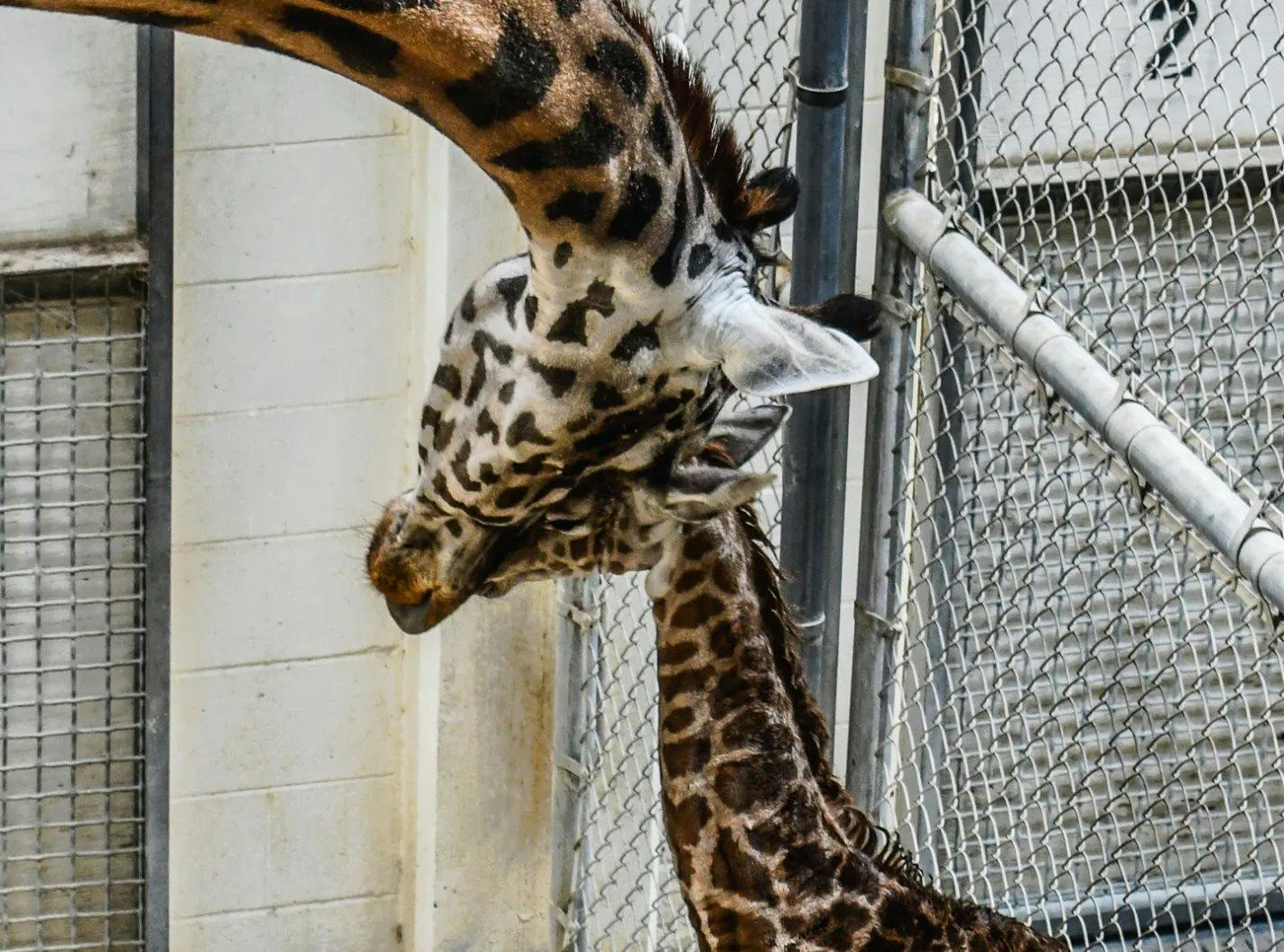 Photo courtesy of Virginia Zoo. 