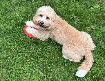 Soho, a cockapoo, ingested the rodenticide Vacor during a family vacation in a rental home(Image courtesy of Pet Poison Helpline) 