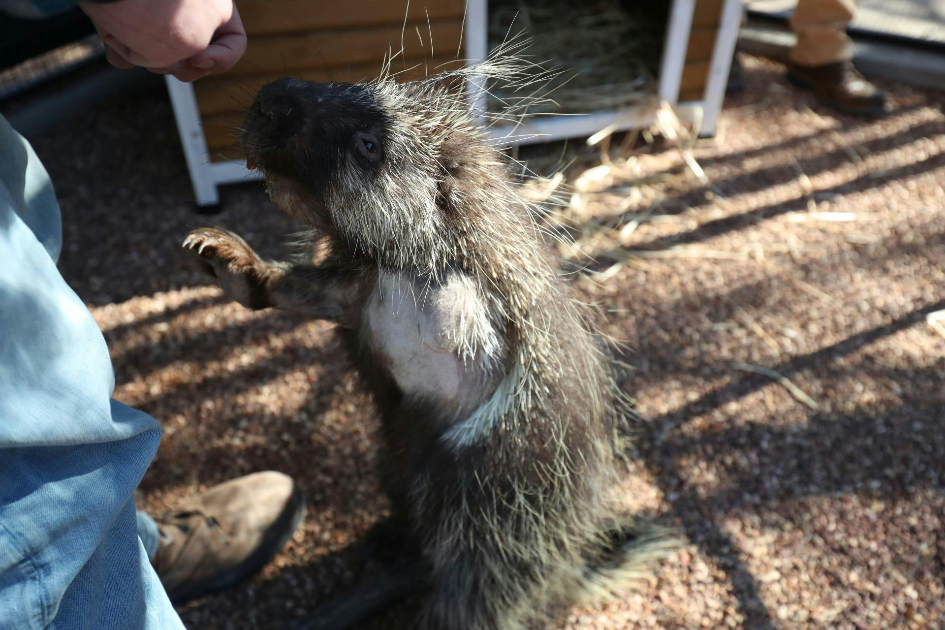 Quill “Porky” Smith, the 3-legged porcupine (Photo courtesy of Amarillo Zoo).