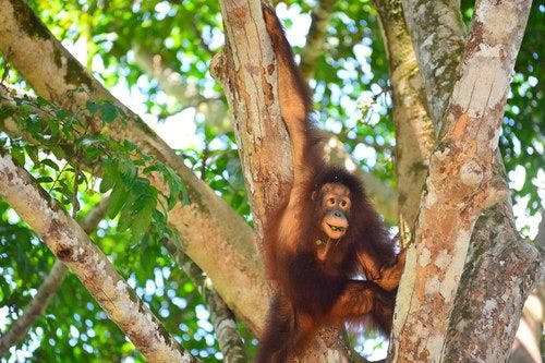 Mungil exploring her new habitat in the wild (Photo courtesy of The Orangutan Project). 