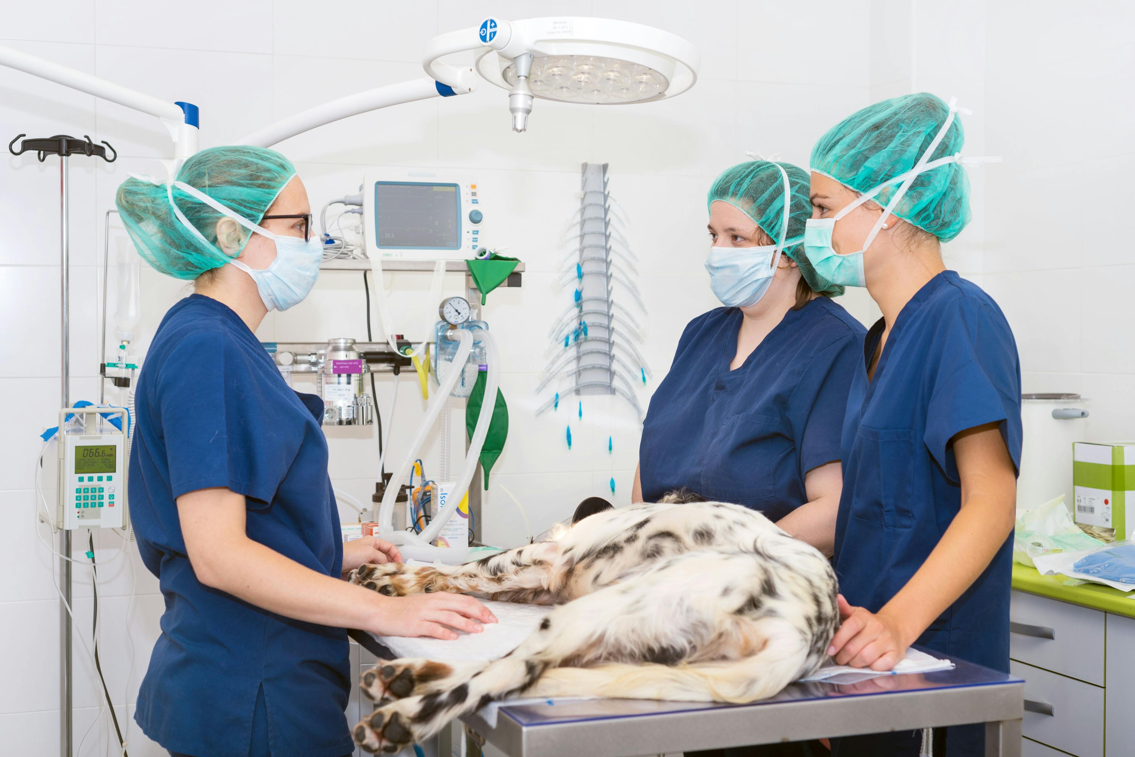 veterinary team prepping dog for surgery