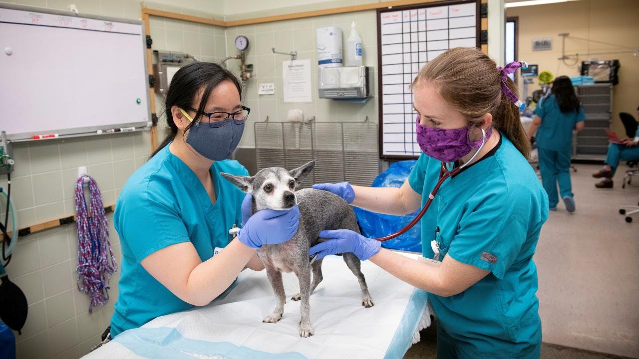 DVM student Melissa Hernandez ’23 and Kate Farrell, DVM, DACVECC, examine a dog in the UC Davis veterinary hospital's Emergency Room. The new ER/ICU will open on May 3. (Photo courtesy of UC Davis)