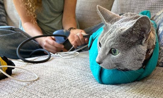 A patient secure in the Calm & Cozy Cat Wrap (Photo courtesy of Calm & Cozy Vet Products, LLC). 