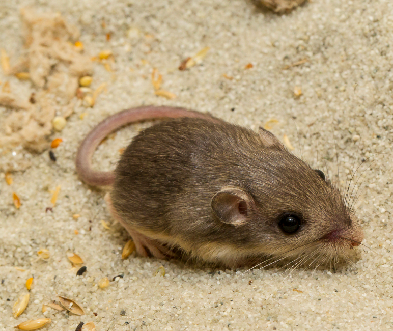 Pat, the 9-year-old Pacific pocket mouse (Photo courtesy of San Diego Zoo Wildlife Alliance). 