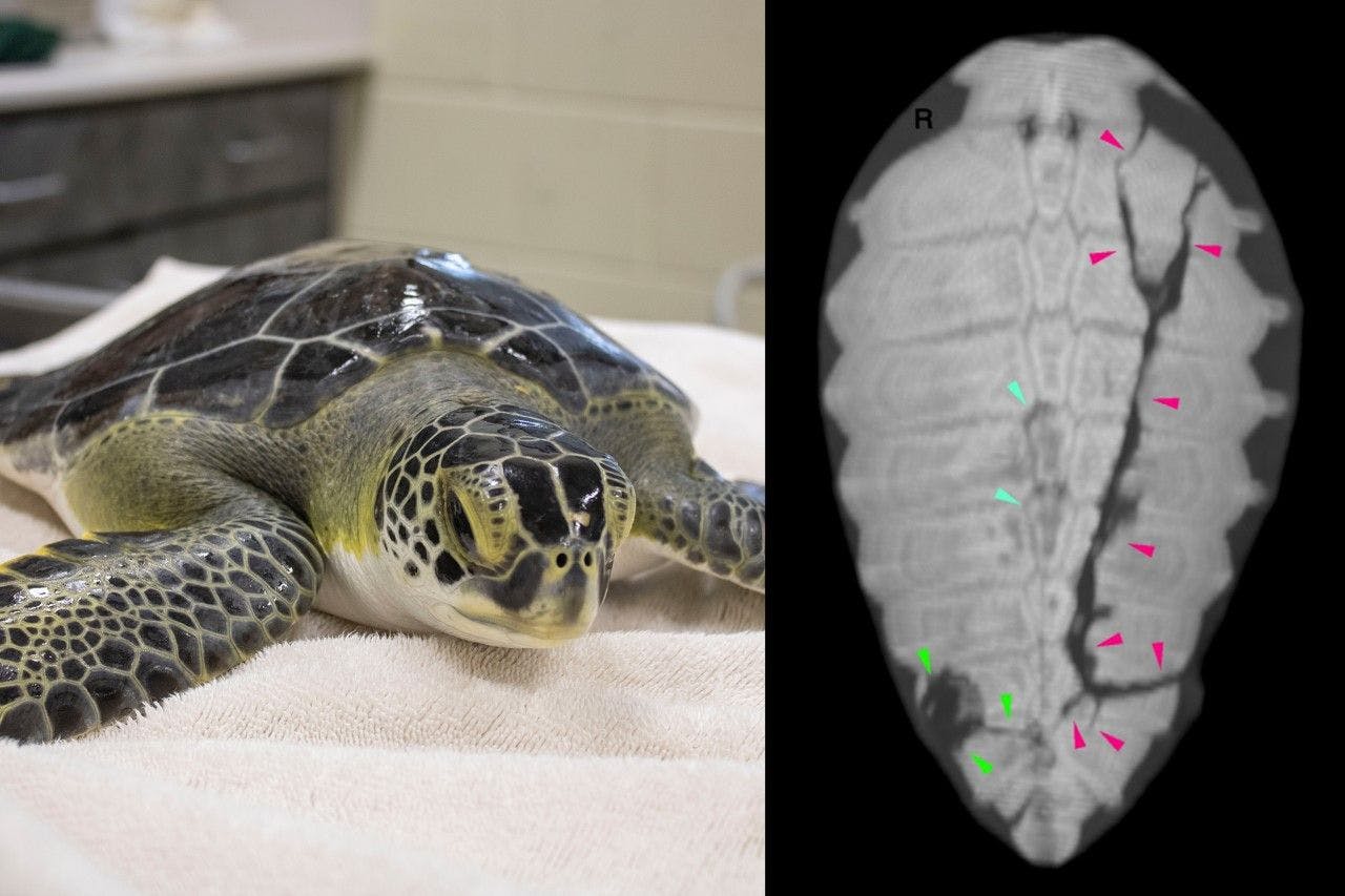 LJ the Turtle (left) and image from the VetCT report with arrowheads displaying fracture defects in the carapace (right). (Photo courtesy of VetCT).