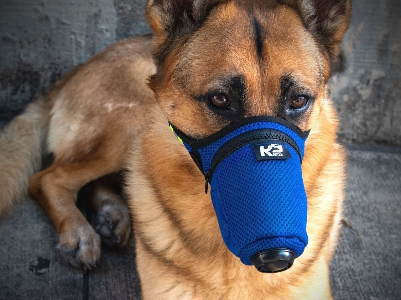 K9 Mask dog air filters offer new way to protect K9 police dogs from fentanyl opioid inhalation and overdose (Image courtesy of Good Air Team LLC). 