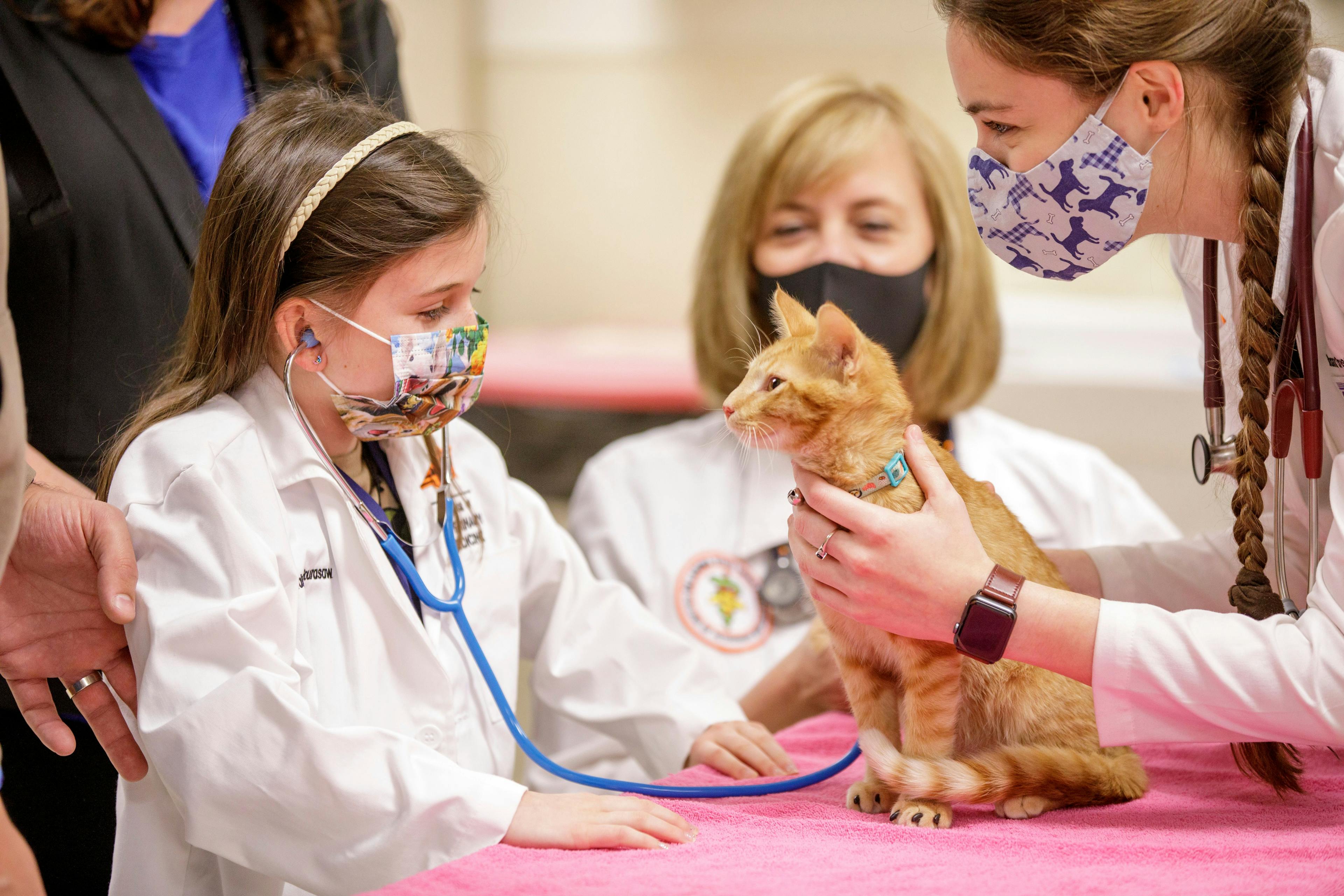 young girl veterinarian performing wellness exam on cat