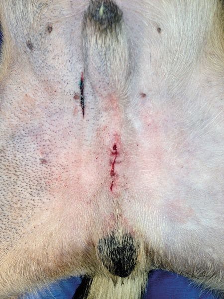 Veterinary_veterinary_Woodruff_Figure3_closed_incision_following_prescrotal_castration_450px.jpg