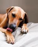 veterinary-dog-brown-lick-paw-152971960-809962-1382876920901.jpg