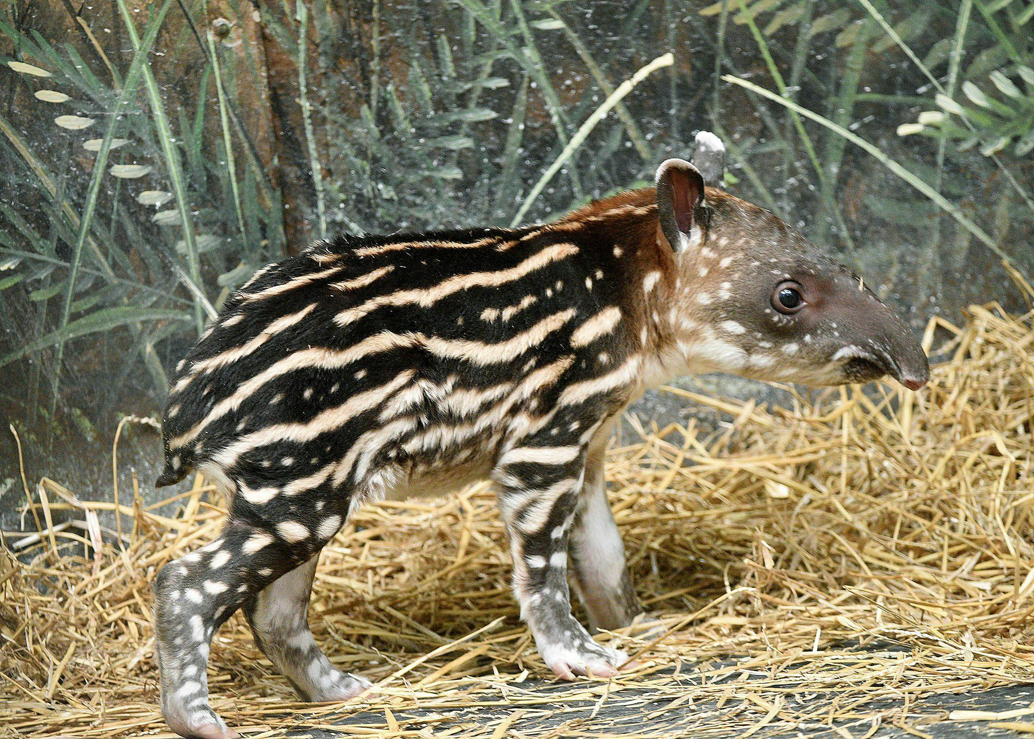 The latest addition to Brookfield Zoo, a newborn South American tapir (Photo courtesy of Chicago Zoological Society). 
