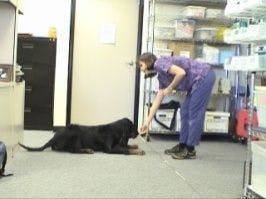 veterinary-Rehabilitation-of-the-image-15.jpg