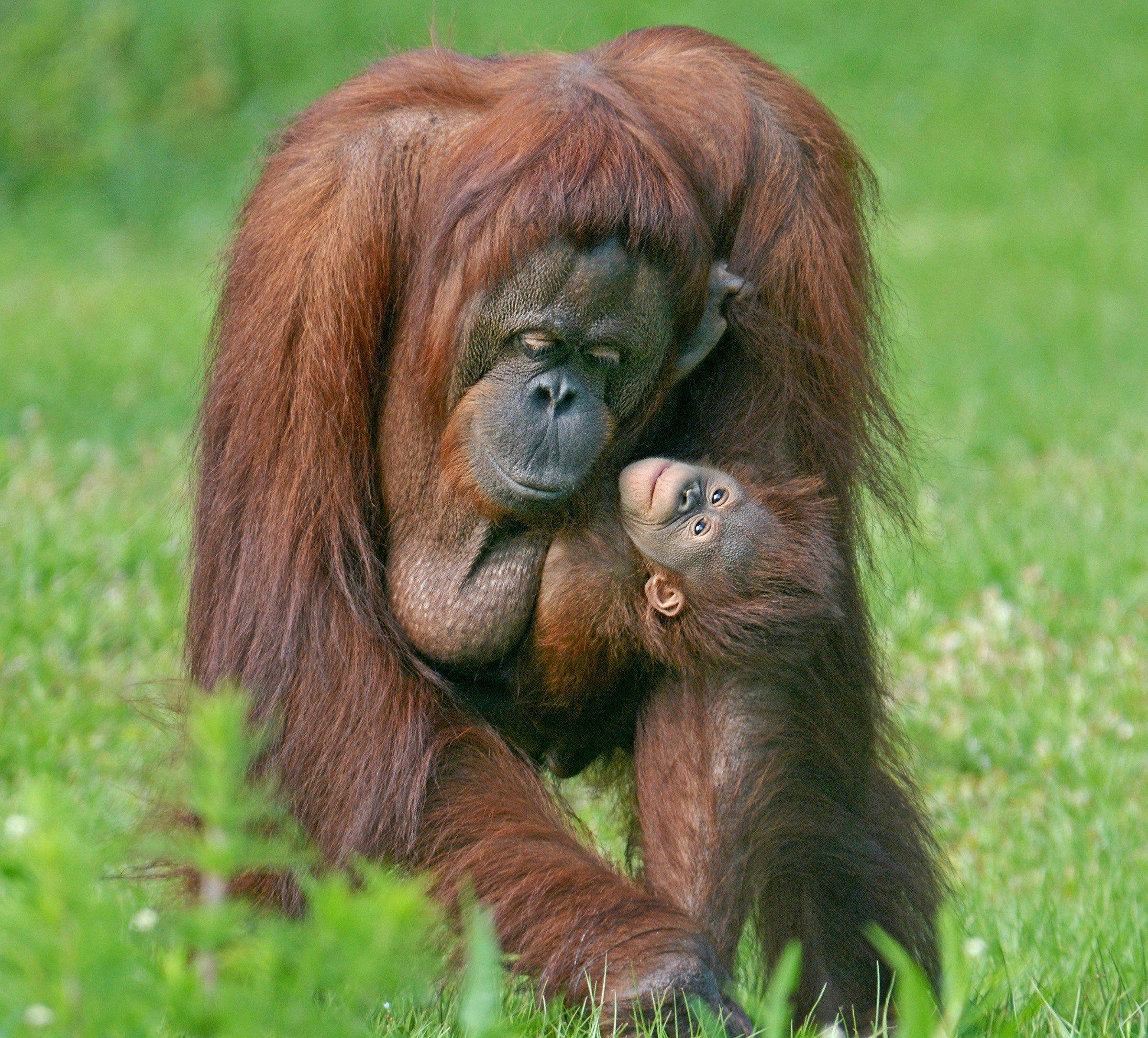 Satu and his mom, Sara, bonding (Photo courtesy of Gulf Breeze Zoo).
