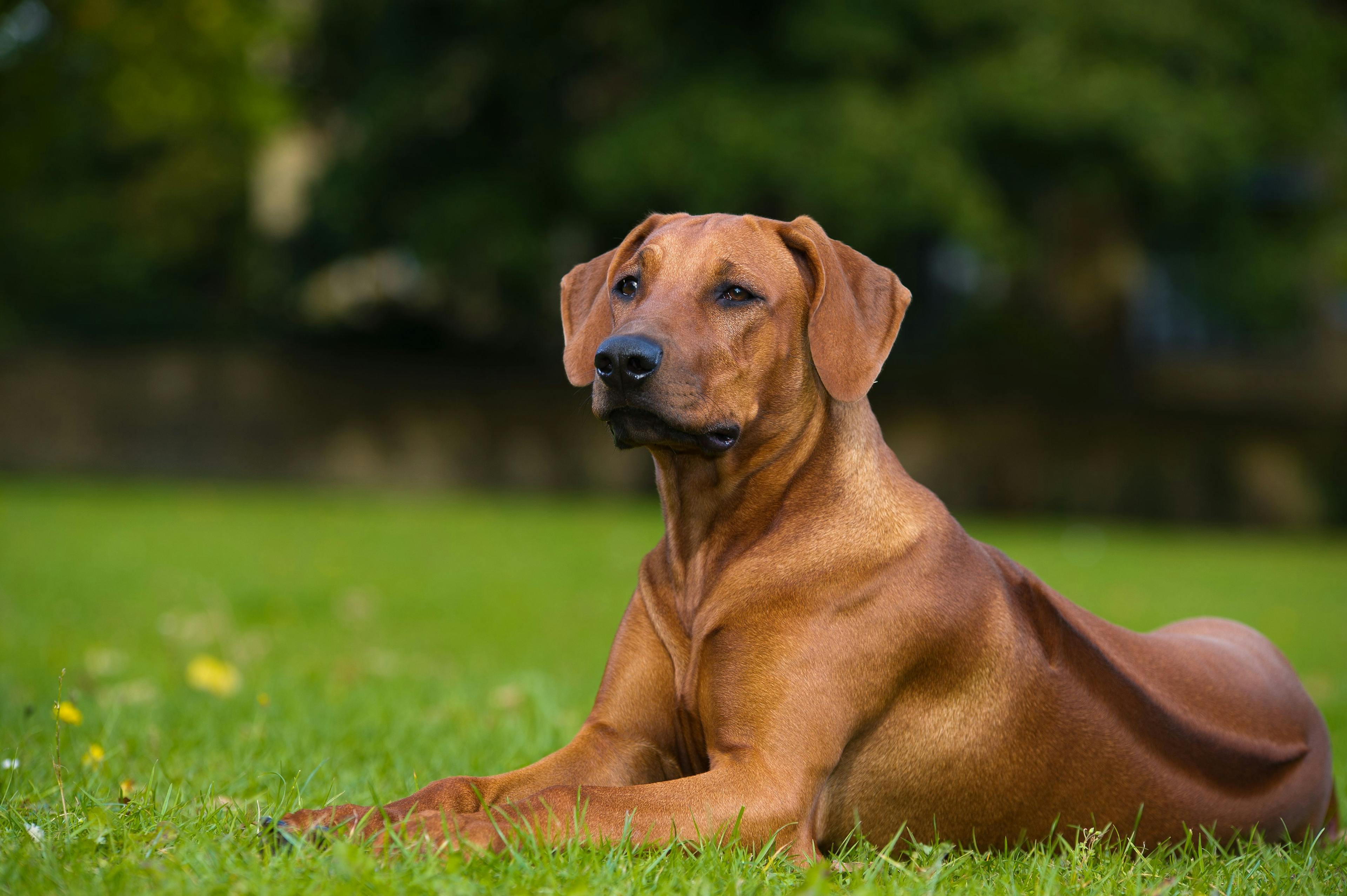 Research reveals genetic mutation associated with early-onset adult deafness in Rhodesian Ridgebacks
