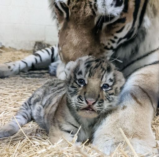 Dari bonding with her precious infant (Photo courtesy of Minnesota Zoo). 