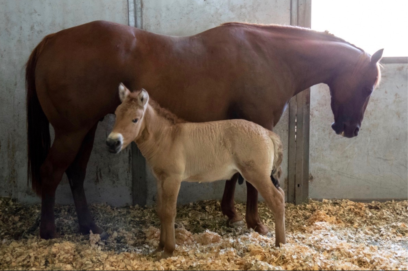 Przewalski’s foal with domestic mother