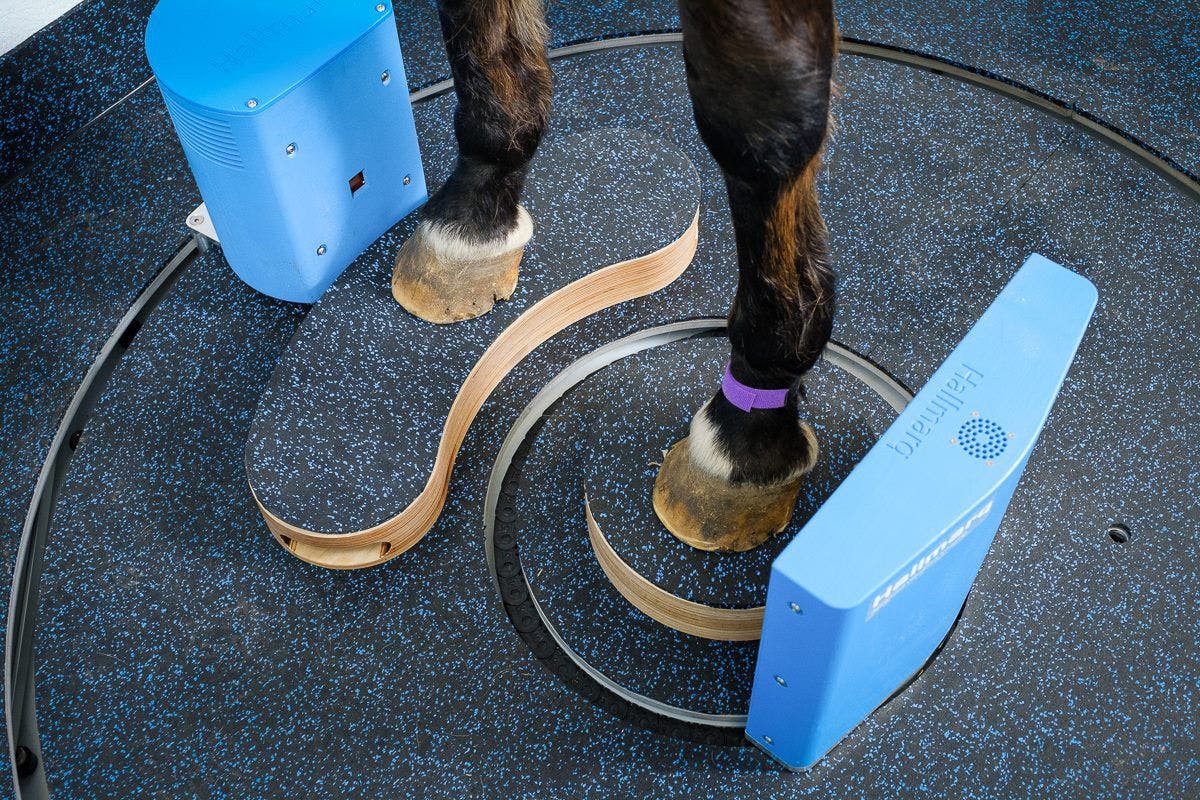 Hallmarq's revolutionary Standing Equine Leg CT (Photo courtesy of Hallmarq Veterinary Imaging). 