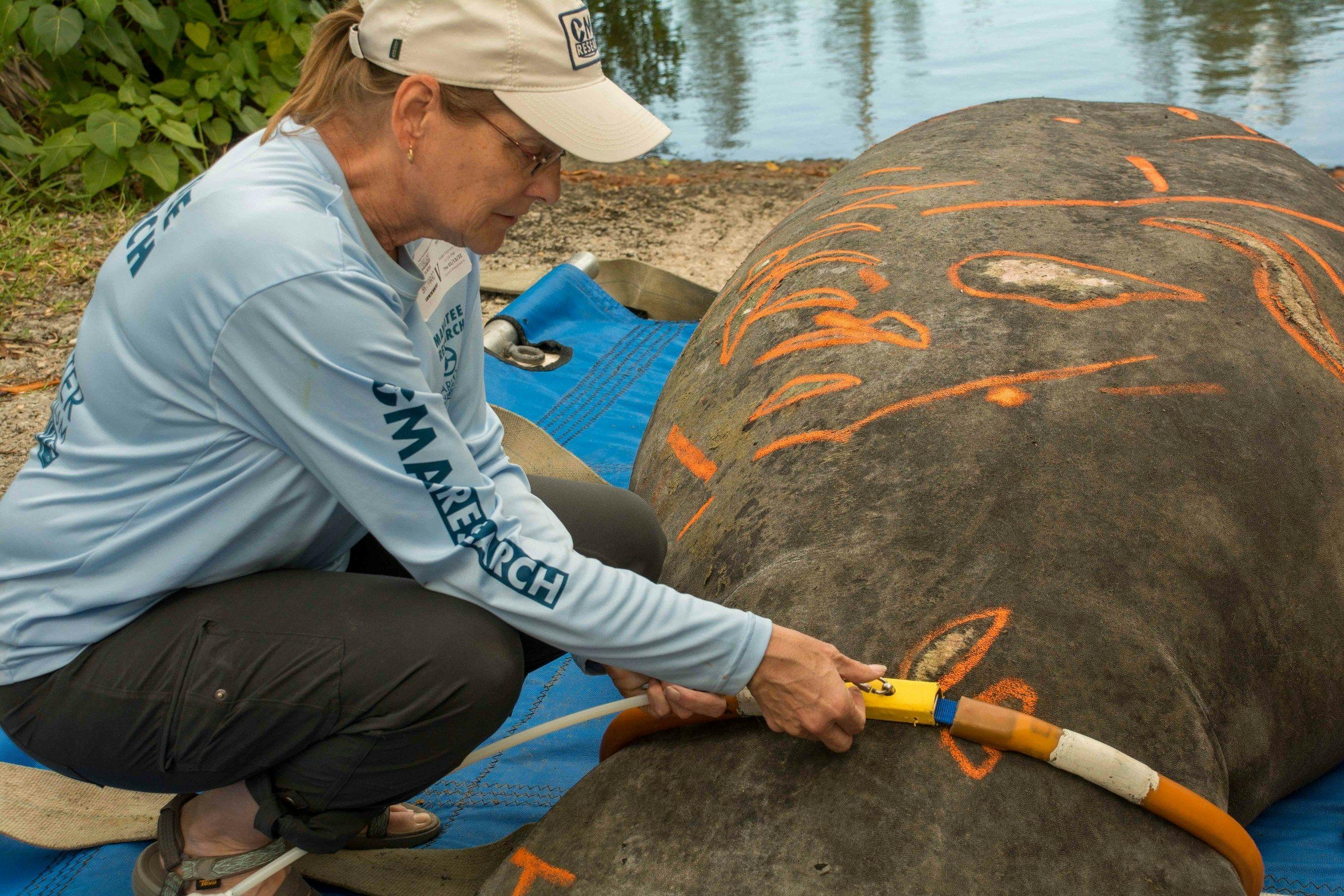 Monica Ross tags a manatee for monitoring. (Photo credit: Paul Krashefski, Broward County Natural Resources Division.)