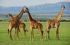 Birds, Giraffes on Updated "Red List" of Threatened Species