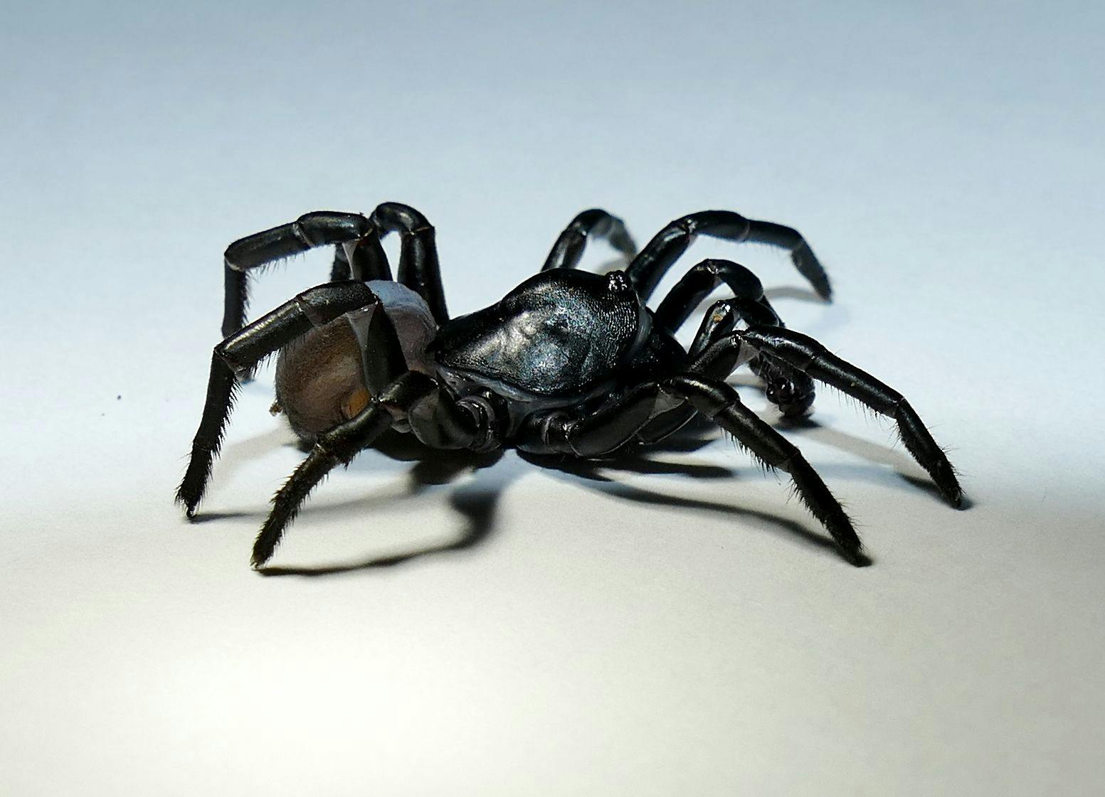 A Pine Rockland Trapdoor Spider (Photo courtesy of Zoo Miami)