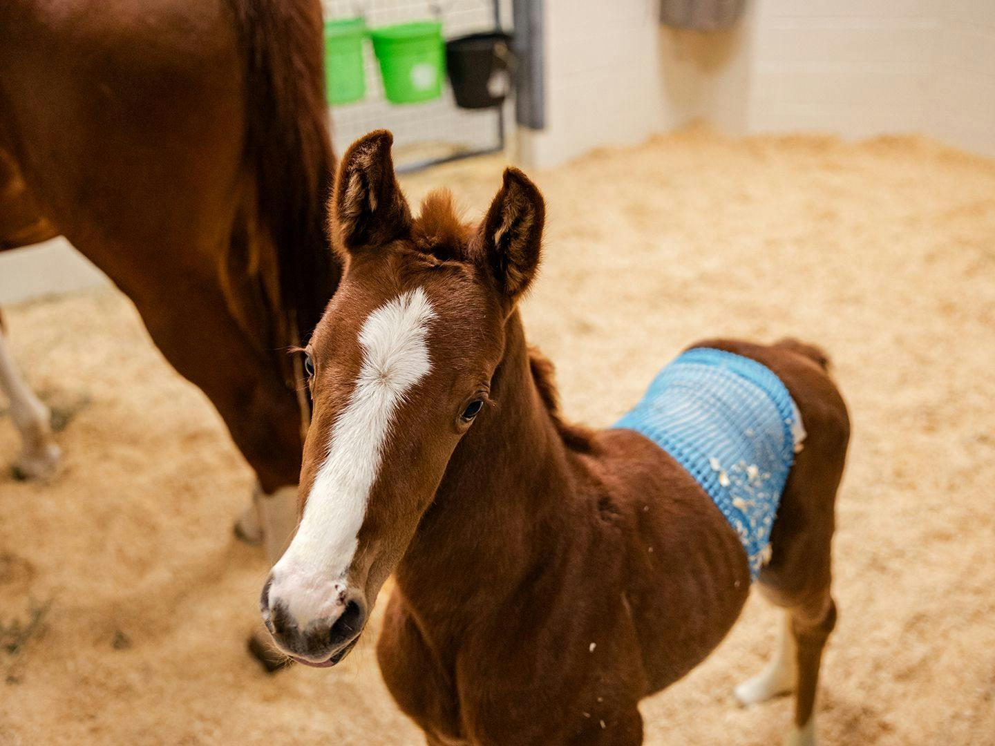 University veterinarians save newborn foal