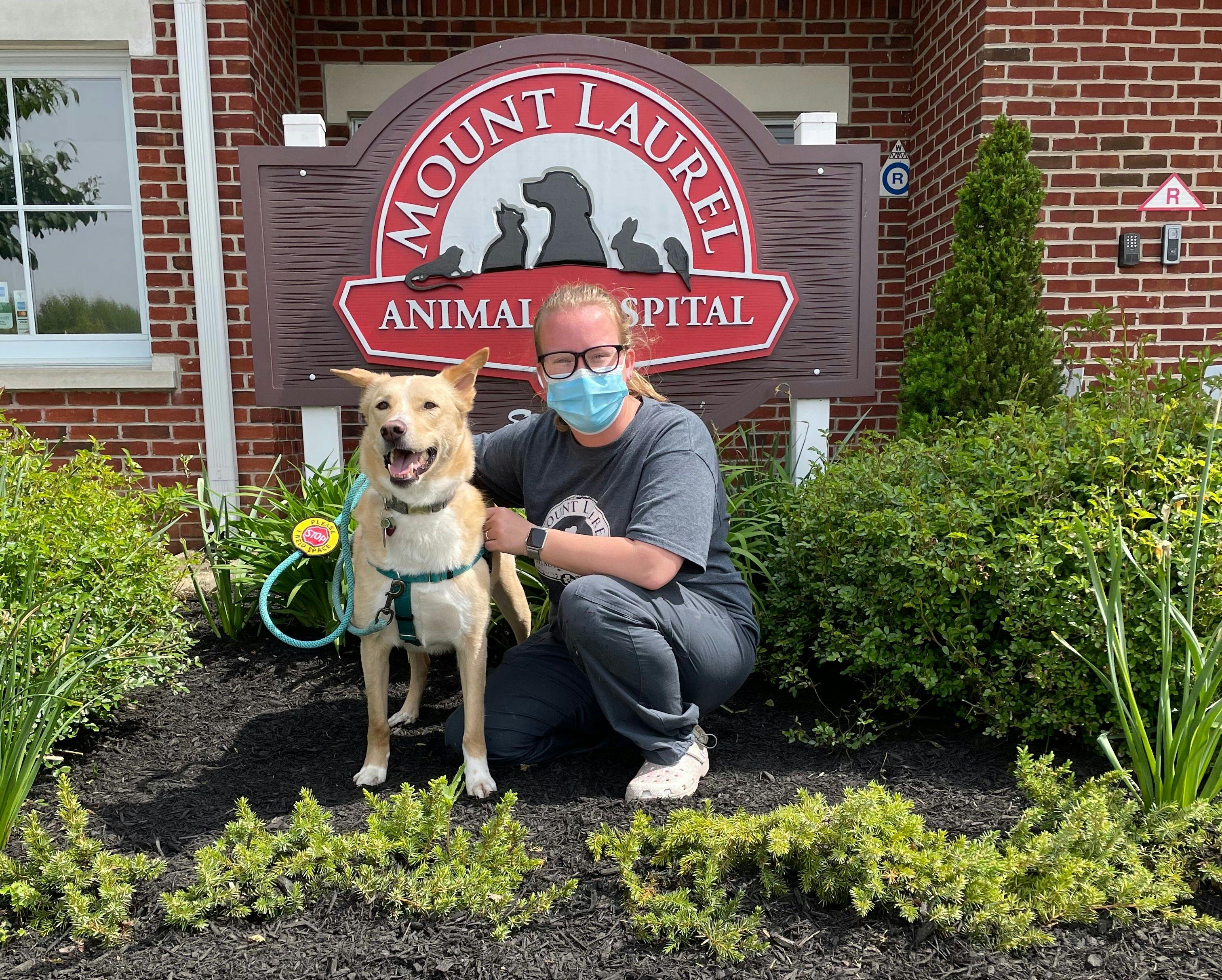 dog at mount laurel animal hospital 
