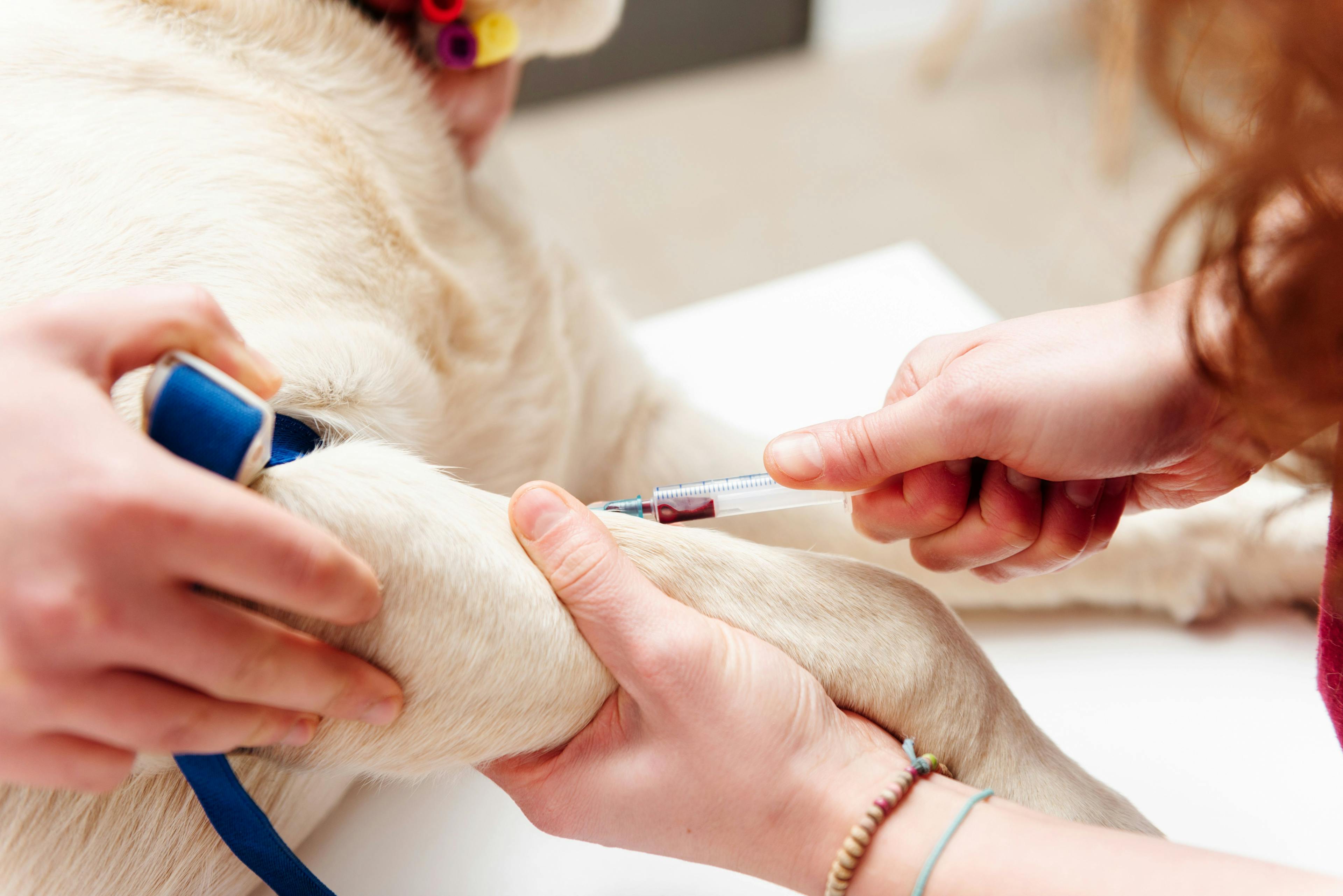 Canine blood test