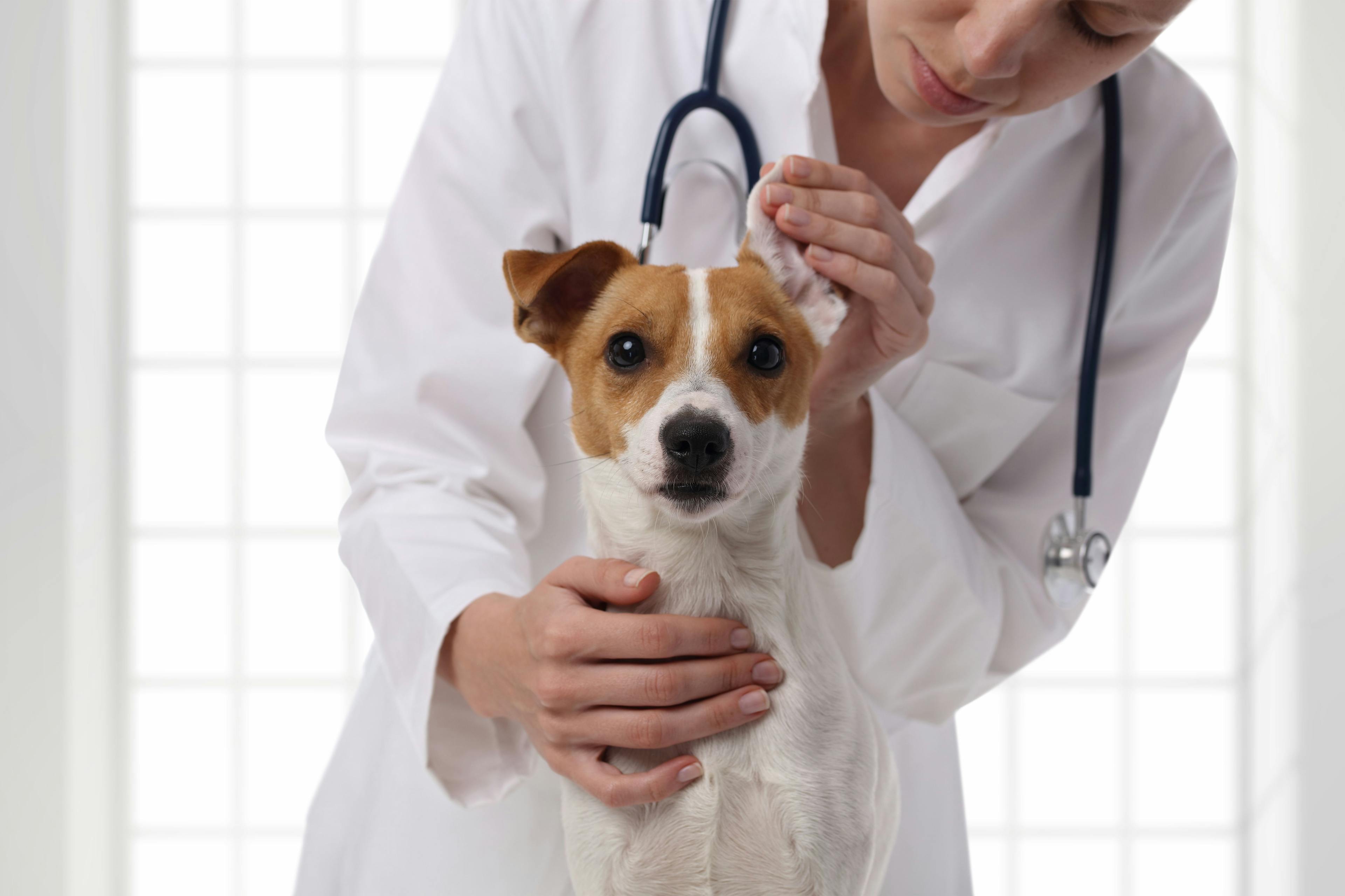 Charity invests in program addressing access to veterinary care 