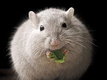 veterinary_mouse-fat-_220px_137864680.jpg
