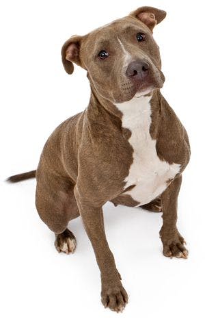 veterinary-a-friendly-looking-pit-bull-dog-sitting-on-a-white-backdrop-shutterstock-91256225-body.jpg