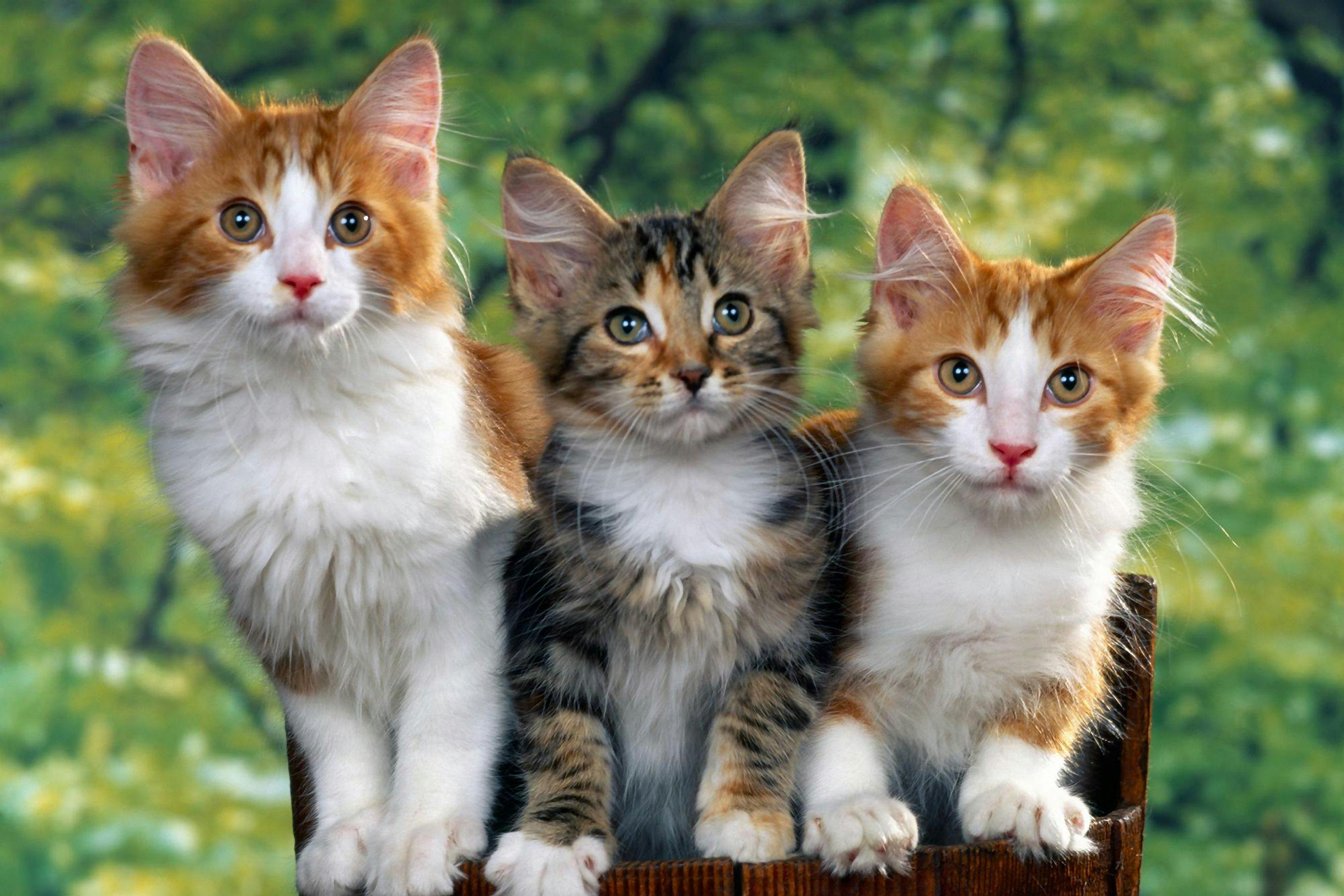 Morris Animal Foundation establishes feline advisory board 