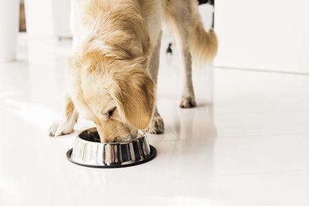 Veterinary-dog-eating-golden-retreiver-bowl-food-AdobeStock_222975863_450px.jpg