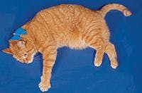 veterinary_clipnosis_cat200-650761-1384338530550.jpg