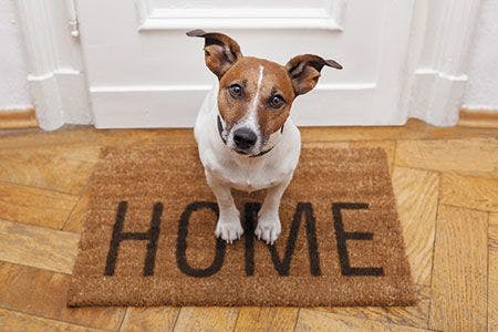 veterinary-dog-welcome-home-on-brown-mat-450px-shutterstock-112951720.jpg