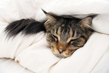 veterinary-brown-tabby-maine-coon-cat-who-is-feeling-sick-ill-tired-cold-450px-shutterstock-451662178.jpg