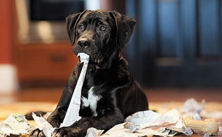 veterinary_dog_behavior-ripping-paper-556677529-450.jpg