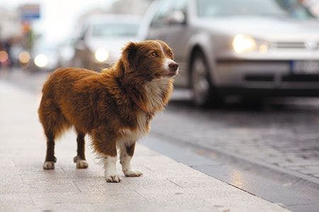 veterinary-dog-on-the-street-shutterstock-209034274-450px.jpg
