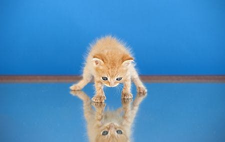 veterinary-cat-reflection-resilience-AdobeStock_283214988-450.jpg