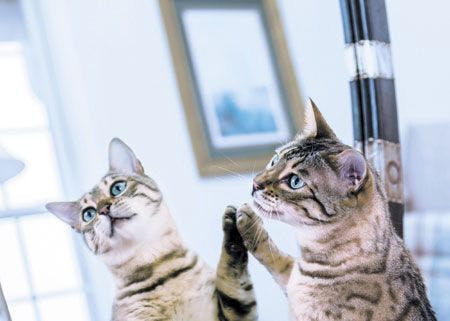 veterinary-orange-and-brown-bengal-kitten-cat-looking-at-reflection-in-mirror-450px-shutterstock-122087935.jpg