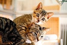 veterinary_cat_kitten_1011_220px_92947827.jpg