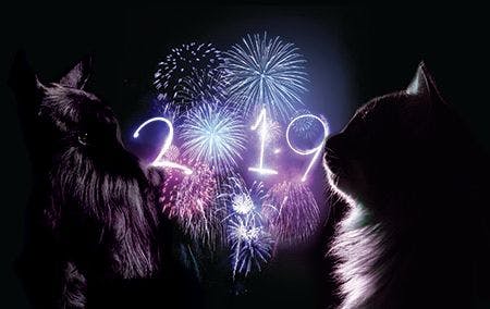 veterinary-cat-and-dog-resolutions-450px.jpg