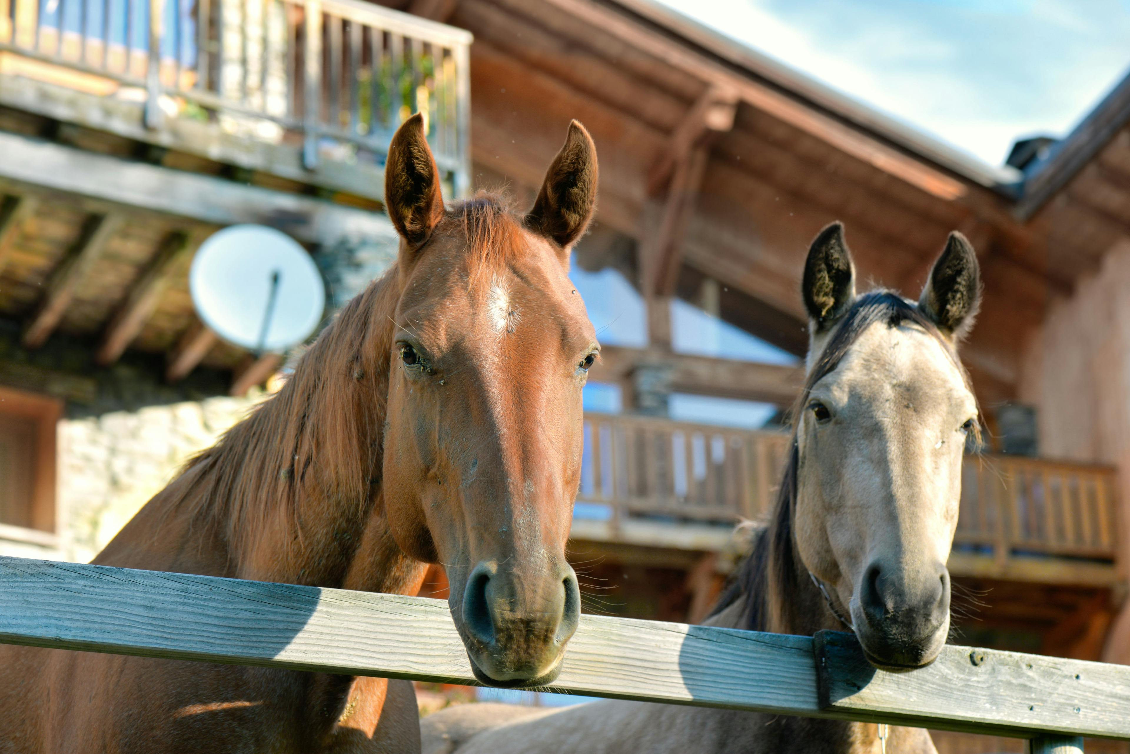 New study is evaluating CBD use in horses