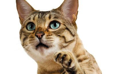 veterinary-Bengal-cat-clawing-at-the-air-120035170_shutterstock_450.jpg