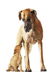 Veterinary_Mother-dog-standing-with-puppy_220px_166273254.jpg