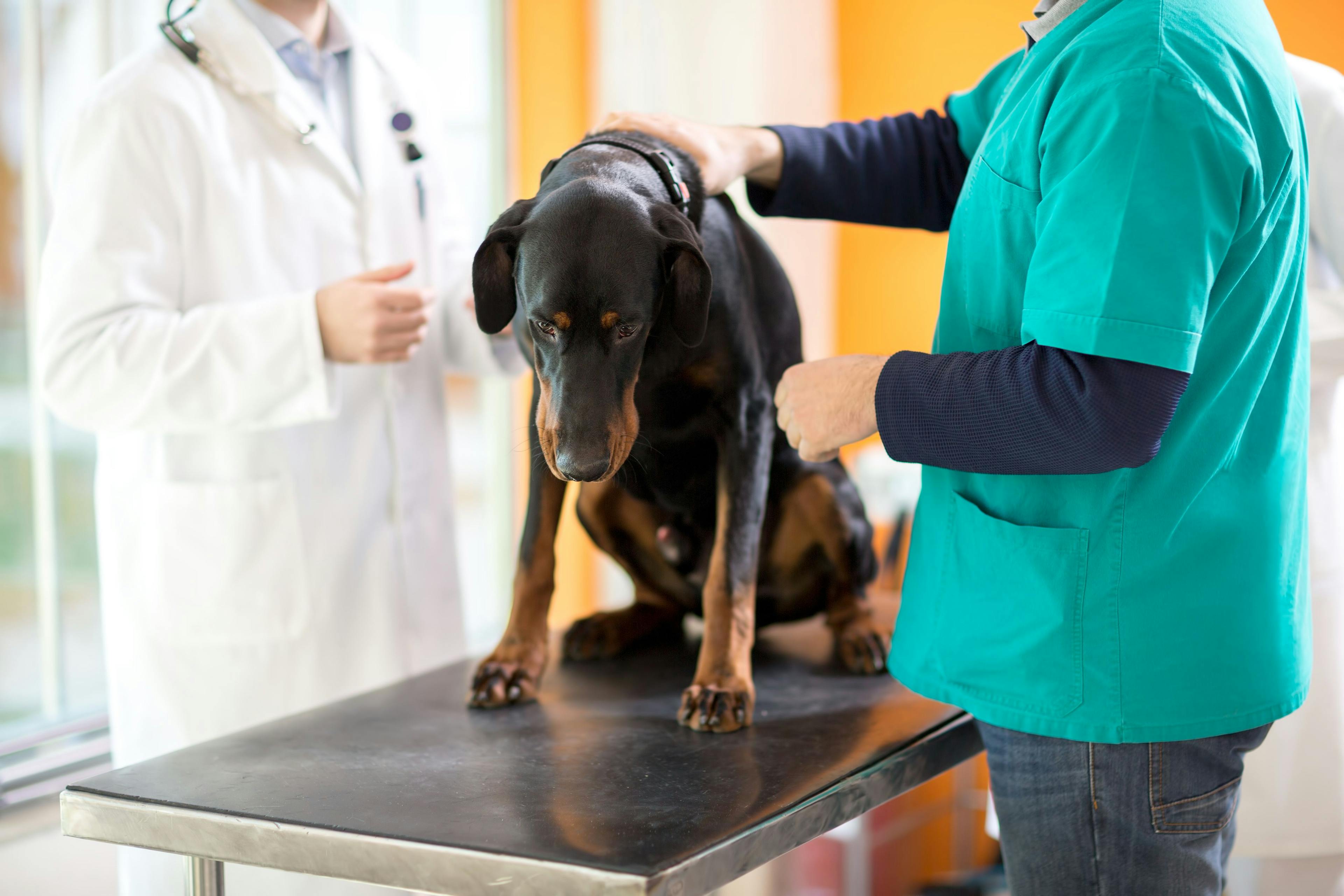 FDA approves intratumoral injection for dogs