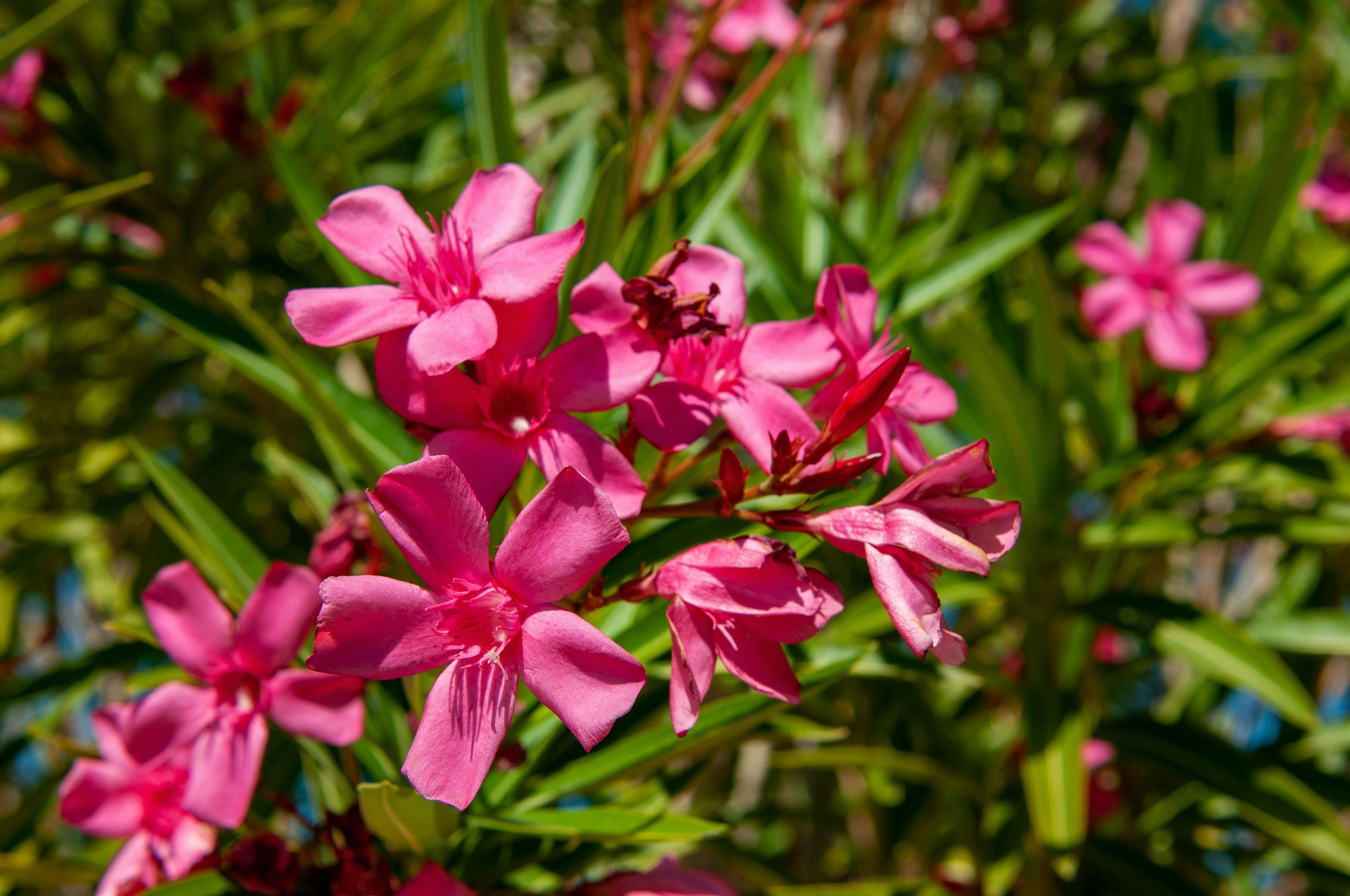 An oleander flower, which is poisonous to many animals and even humans (Photo: hayden / stock.adobe.com). 