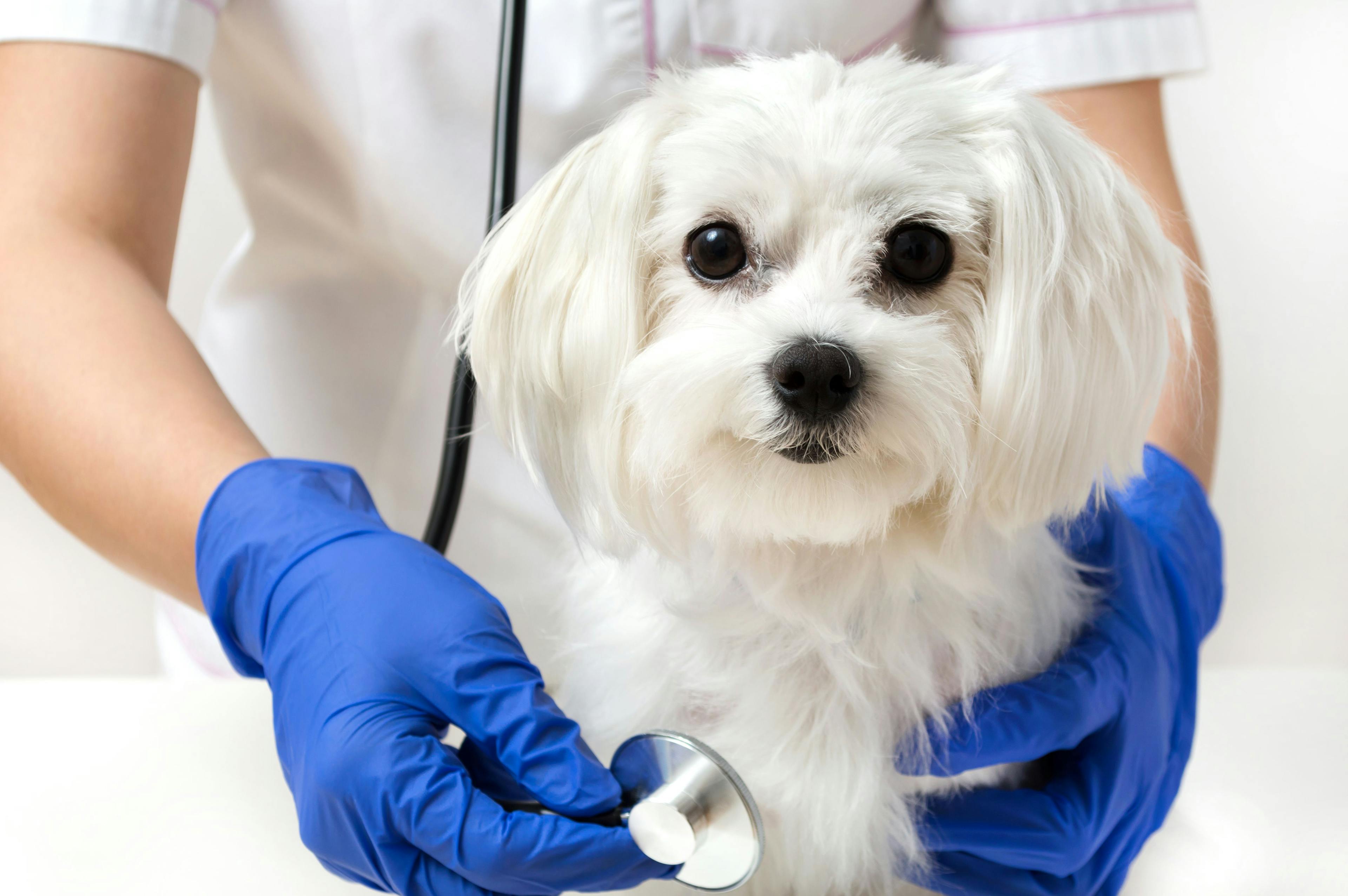 SAGE Veterinary Centers joins NVA 