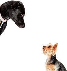 veterinary-Dogs-examining-each-other-130405975_220.jpg